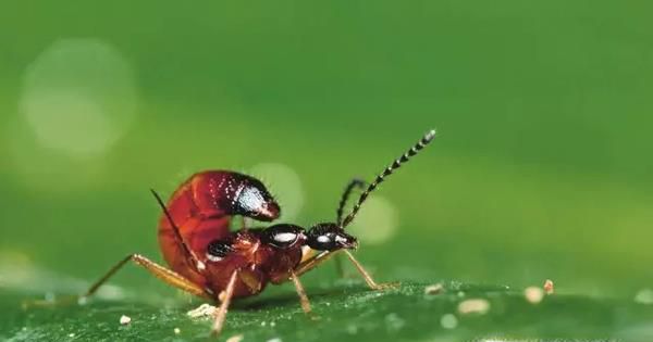 隐翅虫主要分布在哪里