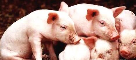 农村适合做什么生意