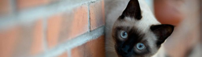 暹罗猫为什么越来越黑？