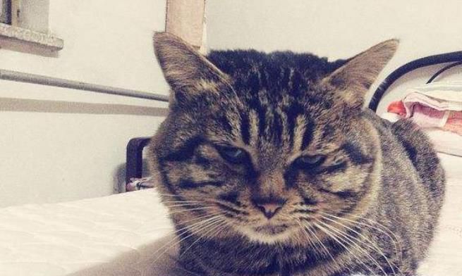 适合猫咪吃的食物