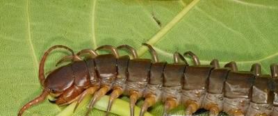 被蜈蚣咬伤后怎么办?