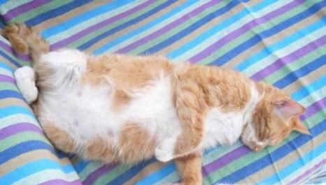 猫怀孕必须要注意六个事项