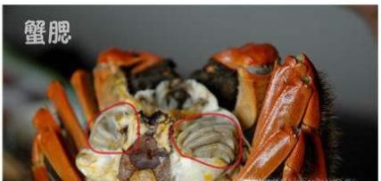 螃蟹哪些部位不能吃