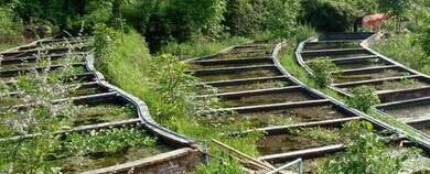 农村养殖业养殖什么赚钱