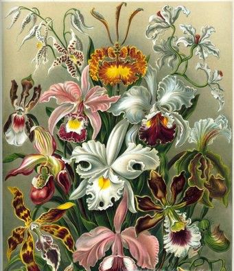 盘点世界上最奇特的15种植物!