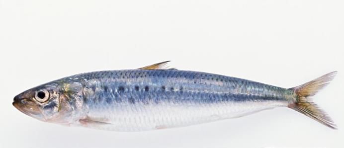 冬枣不能与什么同吃 五大食物与冬枣相克