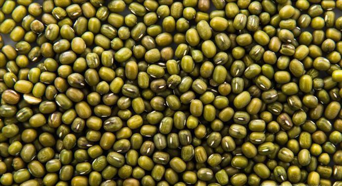 绿豆芽生长过程解说