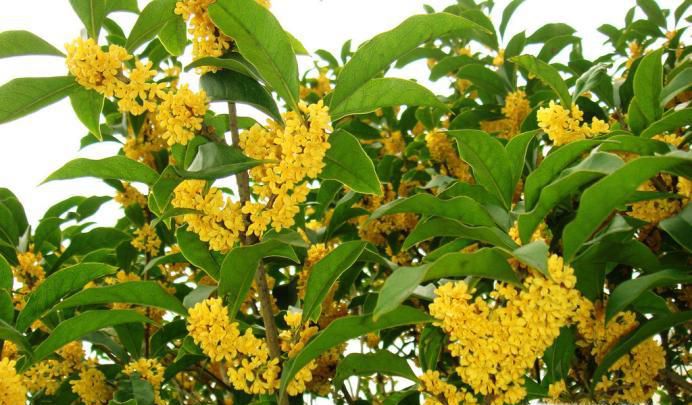 桂花的功效与作用