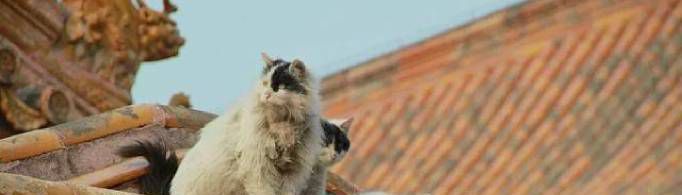 故宫的宫廷御猫是什么?