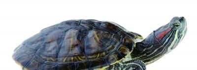 常见龟类寿命表