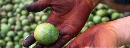 青皮核桃如何轻松去皮还不脏手