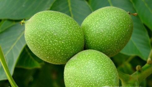 刚成熟的核桃怎么样去掉青皮