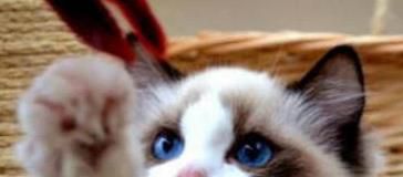 猫咪晚上老爱叫怎么办