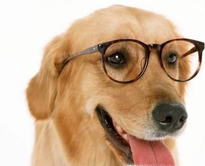 怎么判断狗狗有没有狂犬病 判断狗狗狂犬病方法