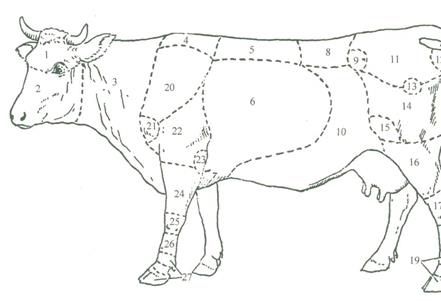 牛身上各部位肉名称食材解析