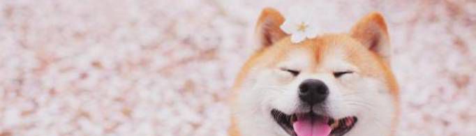 柴犬价格多少？