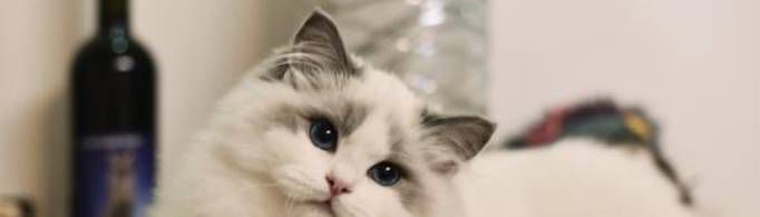 布偶猫价格多少？