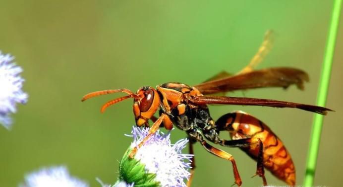 被马蜂蛰了怎么消肿