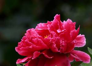 中国国花是什么？