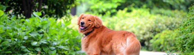 金毛犬价格多少？