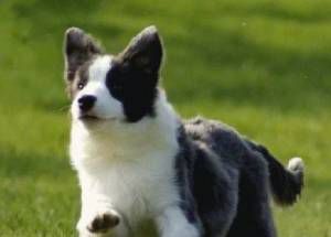 什么品种的狗最聪明？