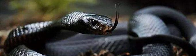 中国十大毒蛇是哪十种蛇？