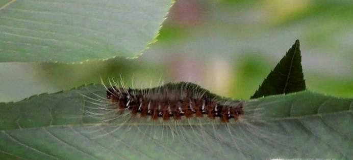 被刺毛虫刺了怎么办