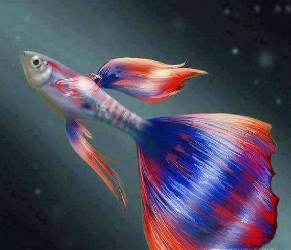 怎样观察孔雀鱼是否临产