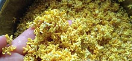 鲜桂花如何保存