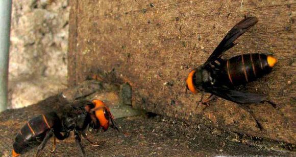 部分常见胡蜂的详细资料介绍