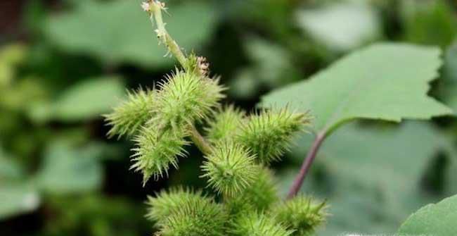 植物传播种子的方法有哪些