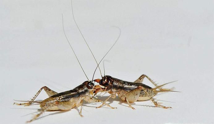 晚上蛐蛐一直叫怎么办