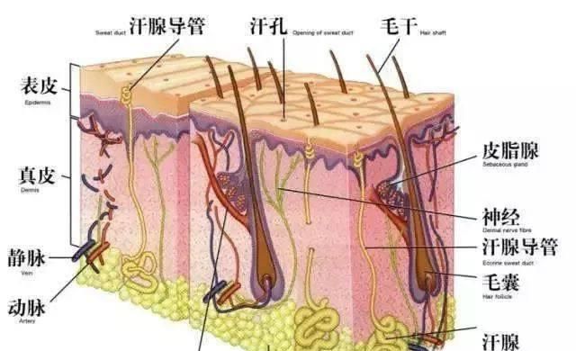 腿毛会越刮越多吗