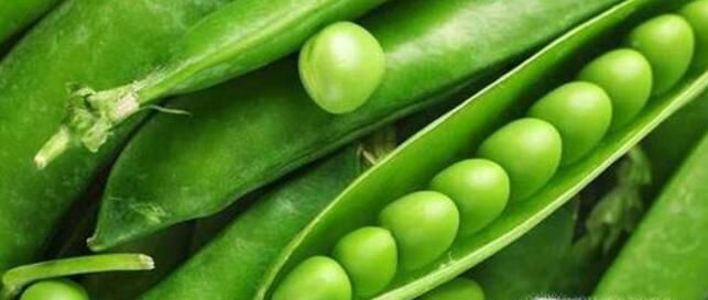 植物传播种子的方法有哪些呢?