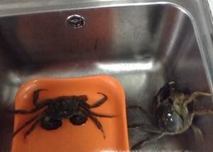 螃蟹应该怎么捆