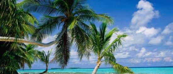 植物种子的传播方式有哪些?