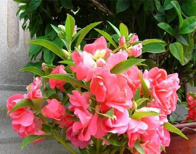 凤仙花即指甲花的作用与功效