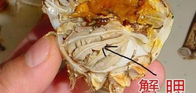 螃蟹哪些部位不能吃？