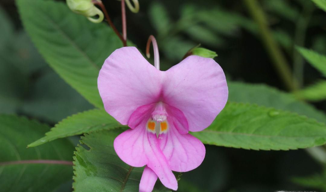 凤仙花如何传播种子