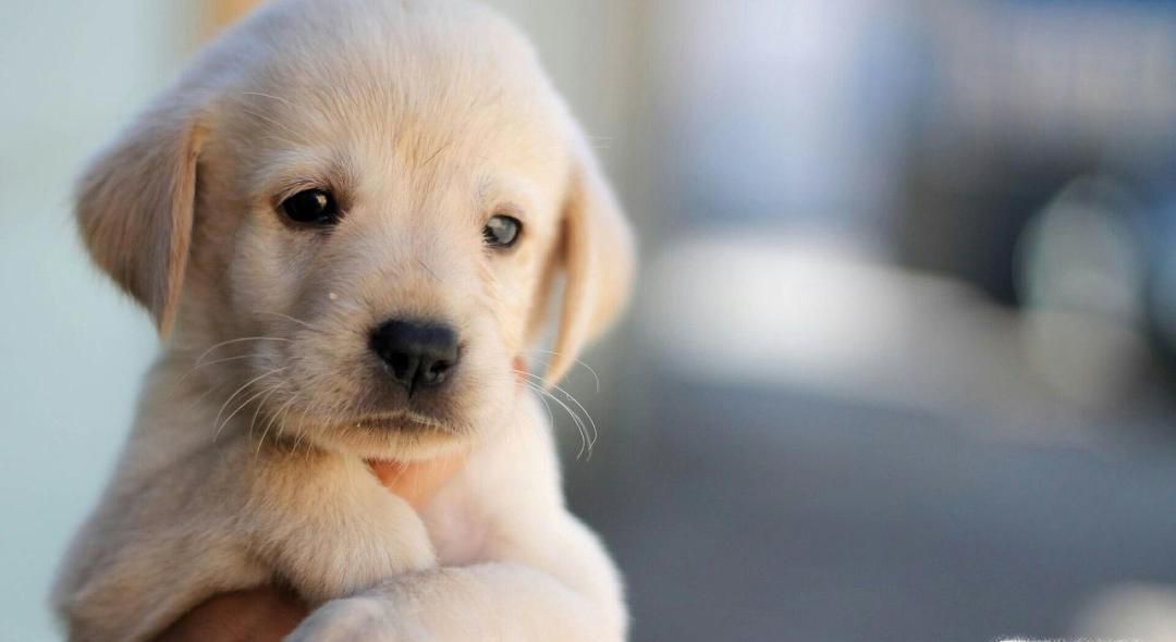 狗狗生小狗前的表现