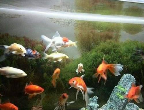 家里鱼缸要养几条鱼才最容易招财