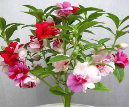 植物怎么传播种子