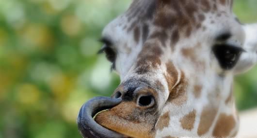 10个你可能不知道的有趣动物冷知识