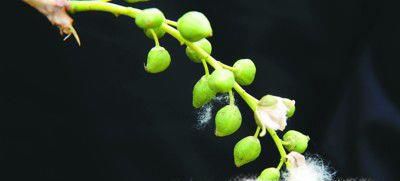 植物旅行的方法