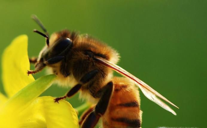 被蜜蜂蛰了怎么办,怎么处理？