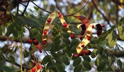 植物靠什么传播种子