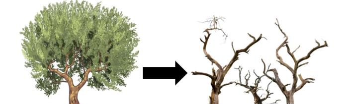 怎样可以使大树枯死