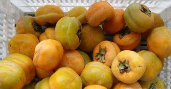 用什么方法把柿子变软 柿子怎么催熟？