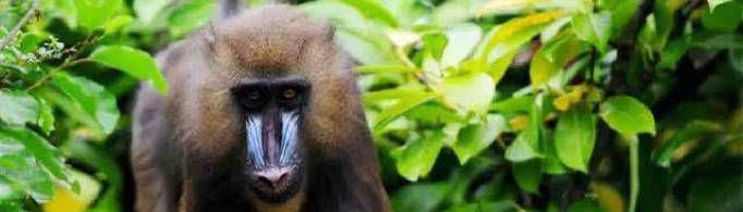 东北话大马猴是什么意思？