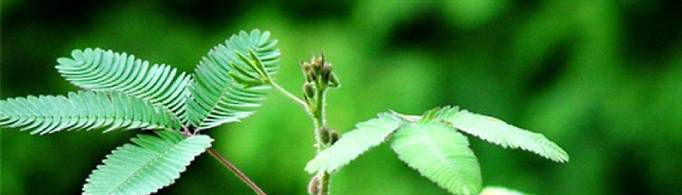 含羞草为什么一碰就合拢？